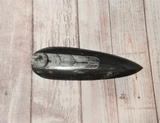 Orthoceras Fossil from Morocco on GGandJ.com Gypsy Gems & Jewelry Naturally Unique