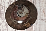 Ammonite Fossil polished basker  gypsy Gems & Jewelry Naturally Unique