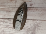 Orthoceras Fossil from Morocco on GGandJ.com Gypsy Gems & Jewelry Naturally Unique