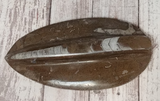 Orthoceras Basker Raised large - A reptile supplies heat basker rock natural fossil tank decor