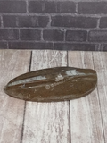 Fossil Orthoceras Basker from Morocco
