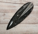 Orthoceras Fossil from Morocco on GGandJ.com Gypsy Gems & Jewelry Naturally Unique