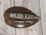 Orthoceras Basker Raised large - B reptile supplies heat basker rock natural fossil tank decor