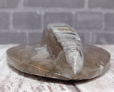 Close up of Orthoceras fossil