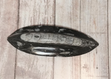 Orthoceras Fossil from Morocco on GGandJ.com Gypsy Gems & Jewelry Naturally Unique