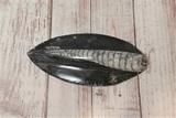 Orthoceras Basker Black Raised large - B reptile supplies heat basker rock natural fossil tank decor