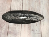 Orthoceras Fossil from Morocco on GGandJ.com Gypsy Gems & Jewelry Naturally Unique