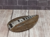 Orthoceras Fossil from Morocco on GGandJ.com Gypsy Gems & Jewelry Naturally Unique