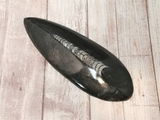 Orthoceras Fossil from Morocco on GGandJ.com Gypsy Gems & Jewelry Naturally Unique
