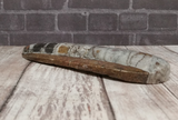 side view of orthoceras basker