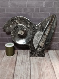 Fossil Statue with thread spool size reference