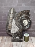 Fossil Statue with thread spool size reference