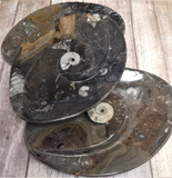 Ammonite Spiral plates from Morocco