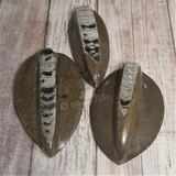 Small Raised Fossil Baskers <4"