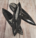 Orthoceras Fossil baskers small smooth from Morocco on GGandJ.com Gypsy Gems & Jewelry Naturally Unique