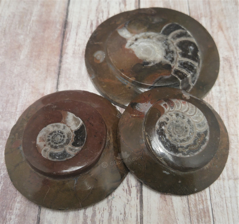 Ammonite Fossils from Morocco Premium Reptile Baskers Gypsy Gems & Jewelry Naturally Unique 