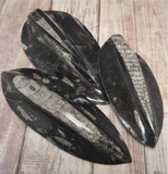 Orthoceras Black Baskers Raised large - reptile supplies heat basker rock natural fossil tank decor