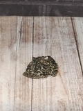 mini piece of epidote with wood grain back ground