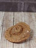 Stromatolite fossil from Morocco with wood grain background on GGandJ.com