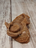 Side view of Stromatolite
