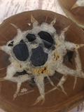 Septarian Fossil Slice with snow angel image