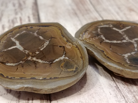 Fossil Septarian Nodule Scorpion