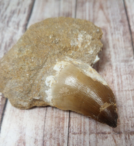 Mosasaur fossil tooth on GGandJ.com Gypsy Gems & Jewelry Naturally Unique