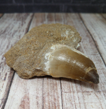 Mosasaur fossil tooth on GGandJ.com Gypsy Gems & Jewelry Naturally Unique