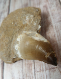 Fossil tooth ancient reptile bone from Morocco Mosasaur