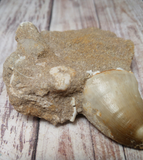 Mosasaur tooth with bone fragments