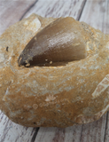 Fossil tooth ancient reptile bone from Morocco Mosasaur