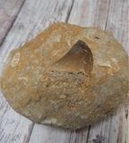 Mosasaur fossil tooth on GGandJ.com Gypsy Gems & Jewelry Naturally Unique