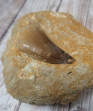 Mosasaur fossil tooth on GGandJ.com Gypsy Gems & Jewelry Naturally Unique