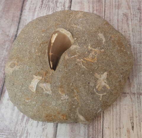 Mosasaur fossil tooth on GGandJ.com Gypsy Gems & Jewelry Naturally Unique