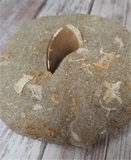 Fossil tooth ancient reptile bone from Morocco Mosasaur