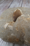 Fossil tooth ancient reptile bone from Morocco Mosasaur
