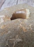 Prehistoric fossil tooth with bone fragments