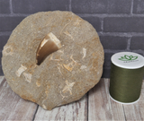 Mosasaur tooth with thread spool size reference