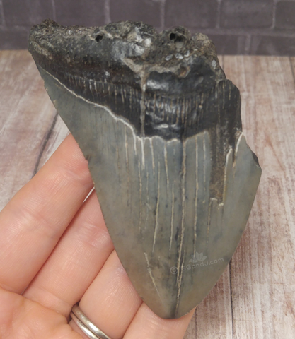 Megaladon Tooth for sale $39.99 Length, 3 5/8", GGandJ.com
