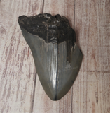 Megaladon Fossil Tooth from South Carolina