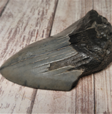 Side view of Megaladon Tooth