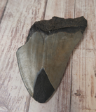 backside of Megaladon Fossil tooth 3 5/8"