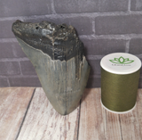 Megaladon Tooth for sale $39.99 Length, 3 5/8", GGandJ.com