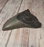 20 Million year old fossil shark tooth