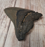Megaladon tooth