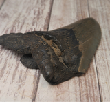 Top of Megaladon Tooth on GGandJ.com