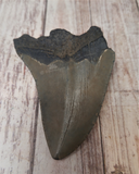 backside of Megaladon Fossil tooth 3"