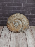 Ammonite Fossil Gift idea