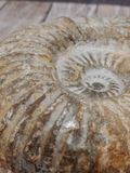 Ammonite Fossil with tracks