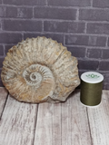 Natural Spiral Ammonite Fossil with size reference